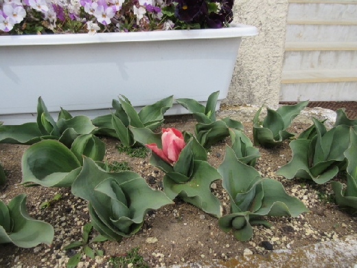 チューリップの花も出てきました