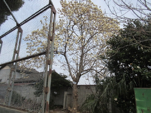 ハクモクレンの花が咲きました