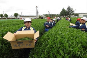 さしま茶ふれあい学習（４年生）