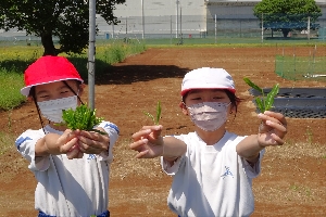 さしま茶ふれあい学習（４年生）