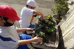 パンジーを植えました