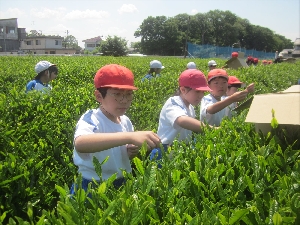 学ぶ意欲のある子　さしま茶ふれあい学習